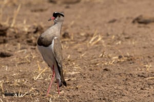 Lower Zambezi NP / Zambia