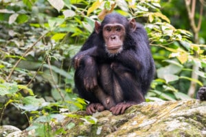 Gombe National Park / Tanzania