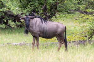 Moremi Game Reserve / Chobe NP / Botswana