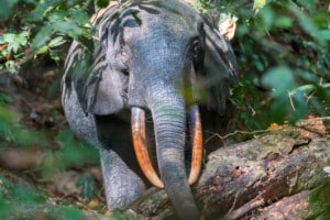 Lopé National Park / Gabon