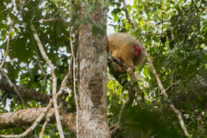 Mamirauá reserve / Brazil