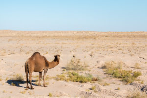 Karakum desert / Turkmenistan