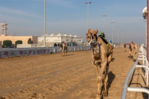 Camel Racetrack / Al Shahaniya / Qatar