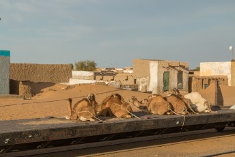 Deze kamelen reisden vastgesjord richting Nouadhibou.