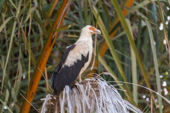 De palm-nut vulture.