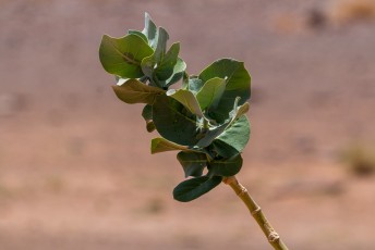 Één van de unieke planten in de woestijn.