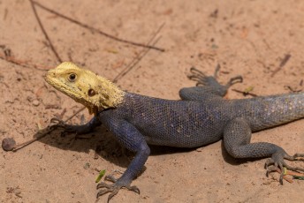 Er was ook weer een 'West African Rainbow Lizard', beter bekend als 'Agama agama'.