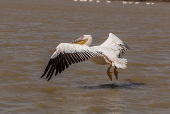 Gelukkig was er nog genoeg te zien, zoals deze pelikanen die in het ondiepe water visten.