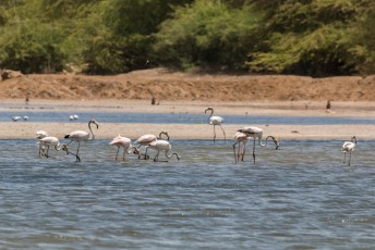 Vlakbij Saint-Louis ligt het nationaal park Djoudj waar voornamelijk vogels te zien zijn. Zoals deze flamingos.