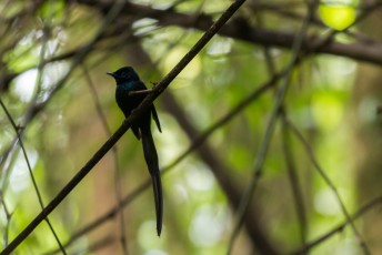 We gingen samen op pad en zagen o.a. deze São Tomé black paradise flycatcher. Komt alleen op dit eiland voor mensen.