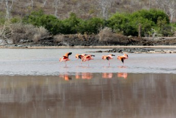 De meest roze flamingo's ter wereld schijnt.
