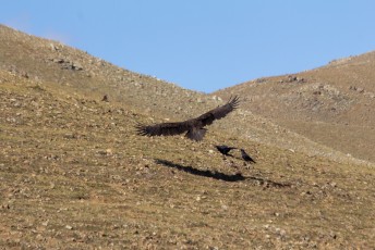 Er kwam alleen een Mongool op een brommer voorbij waardoor de vogels er vandoor, eh, vlogen.