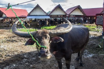 nog even kijken op de veemarkt in Tana Toraja