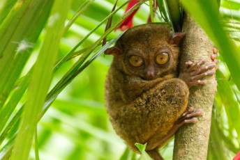vlak in de buurt leven de Tarsiers, de kleinste aapjes ter wereld