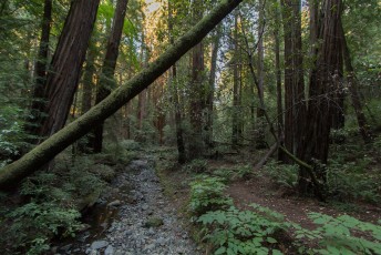 het zijn de welbekende Redwood bomen