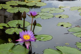 paarse water lelies