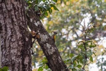 Hier een Himalayan Flameback woodpecker oftewel de goudrugspecht. Dit is een vrouwtje.