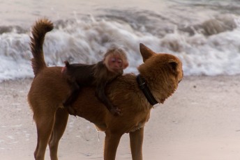 you've got a monkey on your back