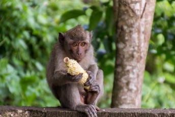 er zaten daar ook weer apen, langstaart makaken
