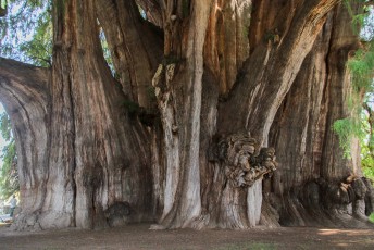 nabij de stad groeit de dikste boom ter wereld (omtrek 58 meter)