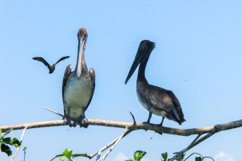 Zoals deze pelikanen.