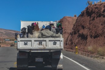 Mens en dier reist gezellig samen in Bolivia.