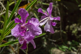 De tuin bevat ruim 2000 verschillende tropische bloemen orchideeën en andere tropische bloemen.