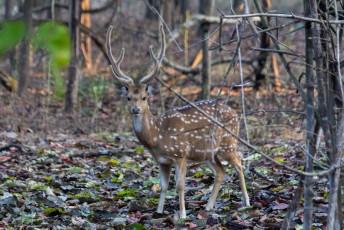 Éénmaal in Bandhavgarh Nationaal park zagen we om te beginnen de Chital of Spotted Deer.