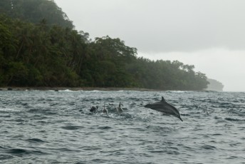 Onderweg zagen we veel vliegende vissen, en vlak bij het eiland deze groep dolfijnen.