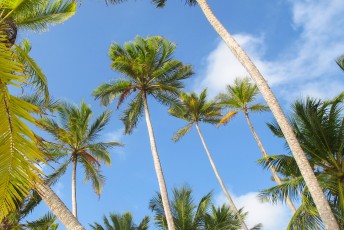 Als je op zo'n eiland woont moet je wel van kokosnoten en vis houden.