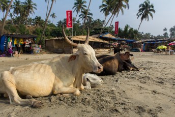 In Goa lagen de vrouwen dagelijks met de uiers open en bloot op het strand.