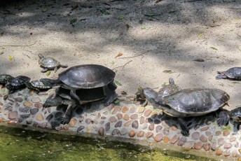 De schildpadden duwden elkaar in het water, voor verkoeling.