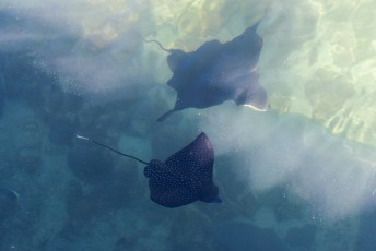 Eagle rays in shark alley.