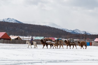 In Ulaan-Uul passeerde deze Mongool die zijn ger aan het verhuizen was met zijn kamelen.