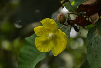 daarna weer een wandeling in het bos, dit is de nationale bloem van Brunei