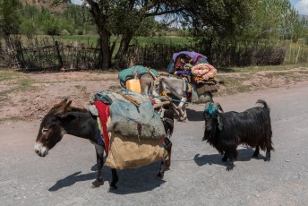 Deze ezels waren zonder begeleiding op weg, die kenden blijkbaar de route en sleurden de geit mee.