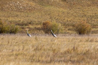 Daarna zagen we deze witnekkraanvogels (white naped crane).