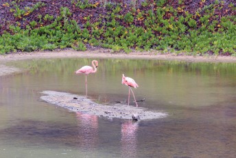 Ook op Santa Isabel flamingo's.