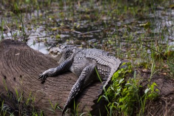 De mugger crocodile, of zoals we in Nederland zeggen de moeraskrokodil.