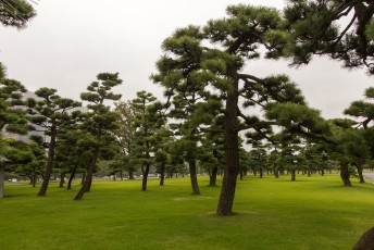 met honderden voor japan zo typische cypressen voor de deur