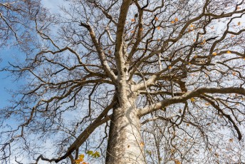 Dit is één van de twee Plataan bomen voor de toko, die beiden in 1530 zijn geplant!