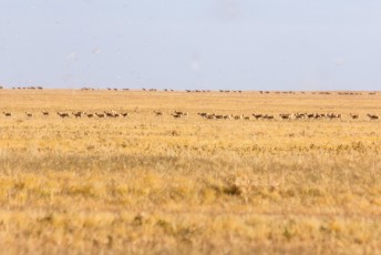 Maar pas veel verder tussen Choibalsan en Matad zagen we grote kuddes gazelles van ons wegrennen.