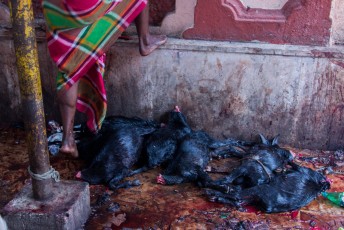 En alhoewel Hindoes geen andere levende wezens mogen doden moeten ze wel geiten offeren aan die godin.