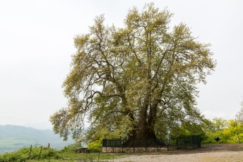 Vlakbij Karmir Shuka staat deze 2000 jaar oude boom.