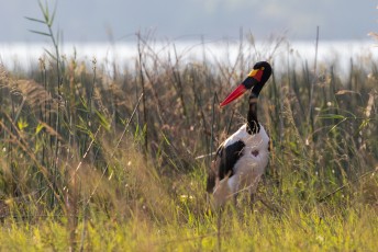 De zadelbekooievaar (Ephippiorhynchus senegalensis), onze gids noemde hem de 'German Stork' omdat zijn snavel de kleuren van de moffenvlag heeft.