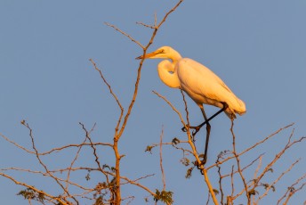 De Grote Zilverreiger of Great Egret (Ardea alba). Niet zo bijzonder, hij komt op bijna alle continenten voor.