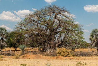De laatste etappe tot aan de grens, met aan weerskanten van de weg baobab bomen en.....