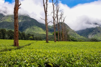 Aan de voet van de Mulanje Mountain verbouwt men voornamelijk thee.