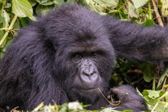 ...om een gorilla familie te bezoeken.