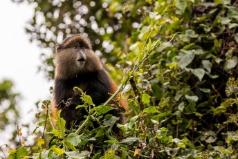 Net als de gorilla's komt deze soort ook voor in Rwanda en DRC.